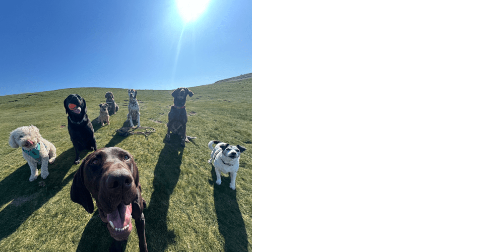 Happy dogs in the sun